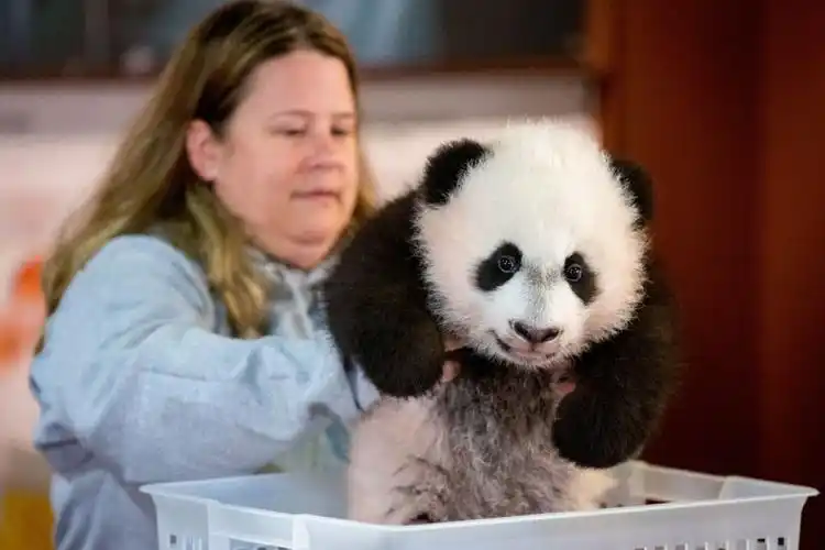 熊猫宝宝亮相华盛顿 (10/17)