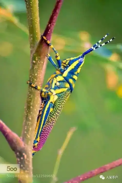 是生活在南非,津巴布韦和莫桑比克草原的一种大型彩色蚱蜢,体长可达