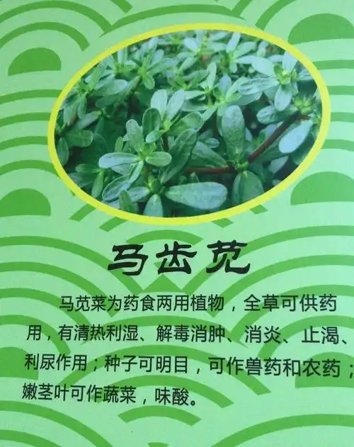 出院经过十天的治疗导致急性肾衰的患者大量食用马齿苋(又称鱼鳞草