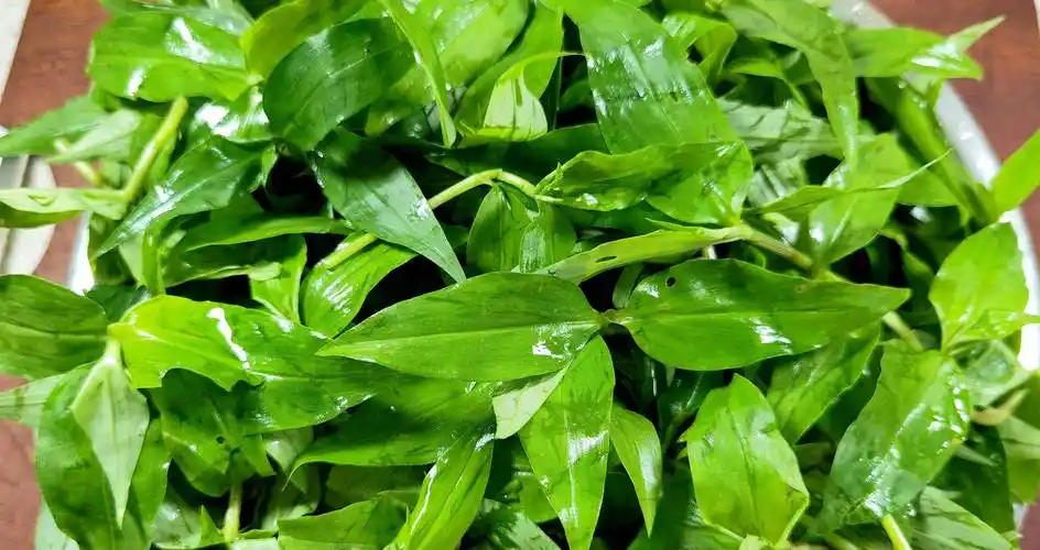 6月,遇见竹叶菜抓紧吃,全身是宝,却常被当成草,随手一炒真香_夏天_浮