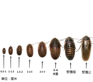 杜比亚蟑螂活体饲料诱饵蛋白营养蜥蜴蜘蛛金龙龟鬃狮画眉鸟等饲料