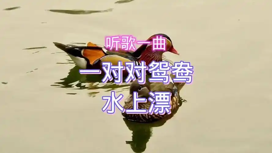 听歌一曲:《一对对鸳鸯水上漂》