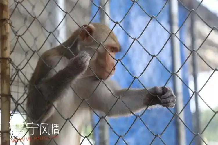 国庆去哪玩来普宁象鼻山动物园要你好看