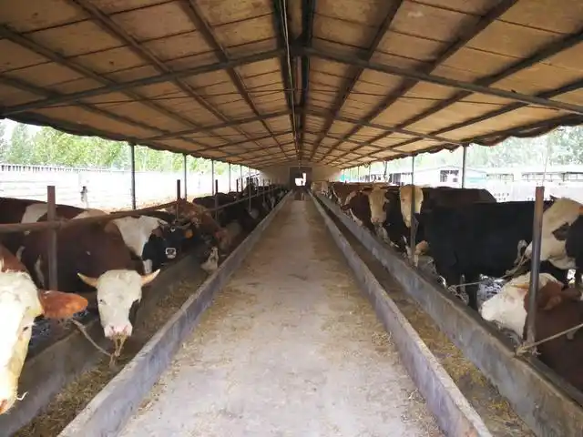 夏季养牛十一点要注意,安全度夏才是最大效益!