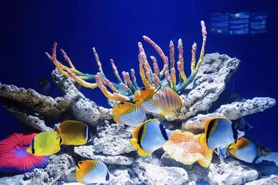 重庆欢乐海底世界场馆全新升级 上新多种水下特色演出