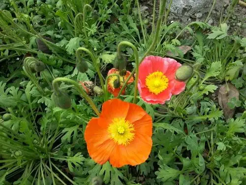 请问冰岛罂粟(学名:papaver nudicaule),做为观赏花种植与国家禁毒的