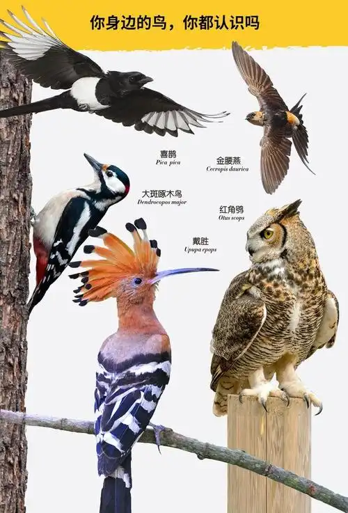 都说城里的鸟也很多,我咋就只见过麻雀和喜鹊呢?