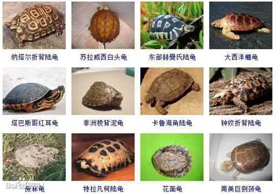 乌龟的种类图片全球235种乌龟种类下