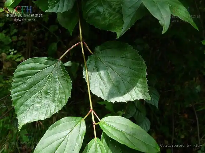 p>龙胆木属(richeriella pax et hoffm.