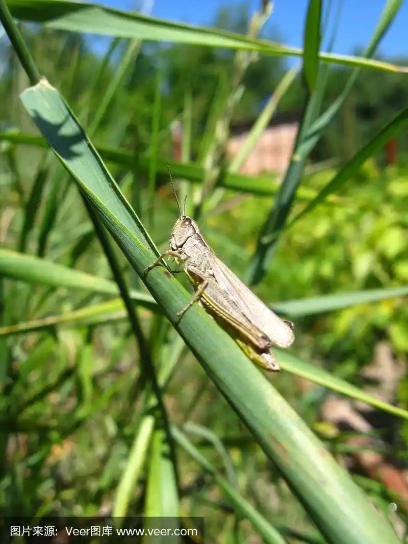 灰色蚱蜢坐在刀刃上