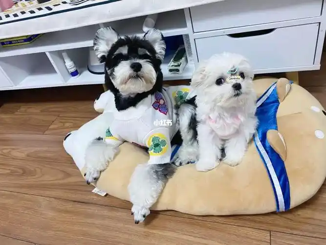 家里的两个小宝贝#雪纳瑞  #马尔济斯