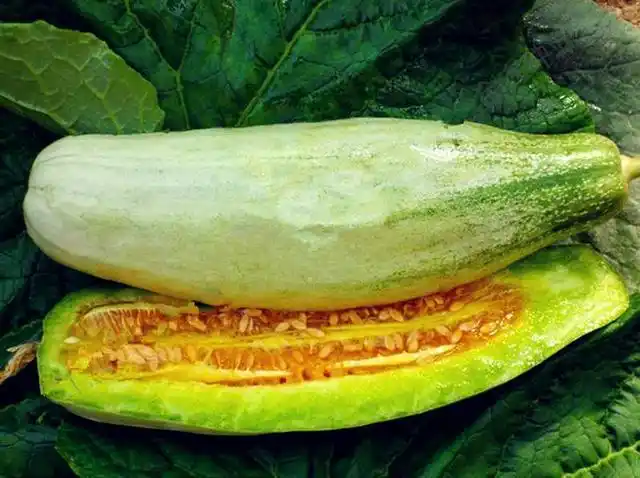 羊角蜜和羊角脆是同一种瓜吗?很多人不懂,难怪总会被老板忽悠