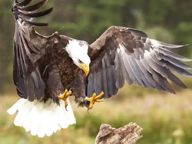 猫头鹰的眼睛奇妙之处(老鹰和猫头鹰眼睛的有什么不同)-图4