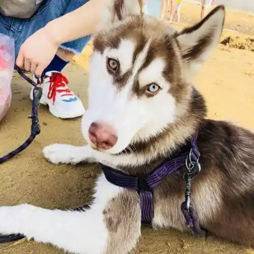 忍痛转让三火鸳鸯眼的红毛哈士奇