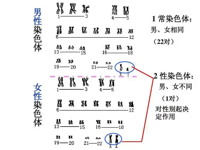 3《性染色体与伴性遗传》课件(浙科版必修2)ppt