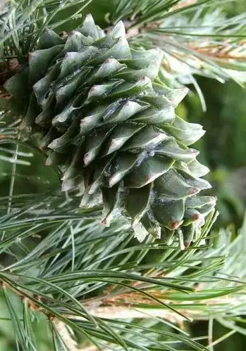 松塔(东北红松树结的果)