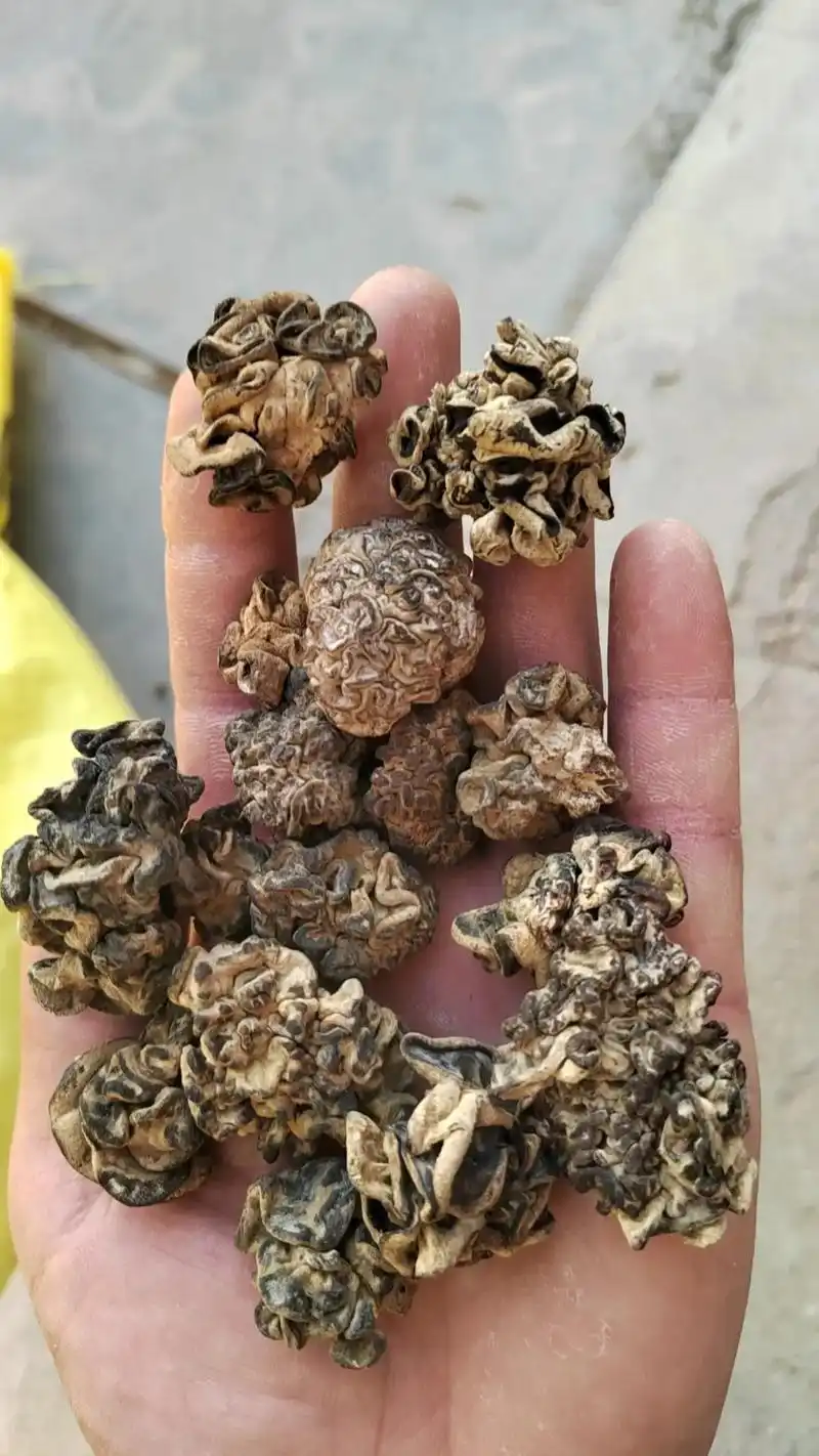 玛卡菌,葱烧玛卡菌,玛咖菌批发零售松花菌