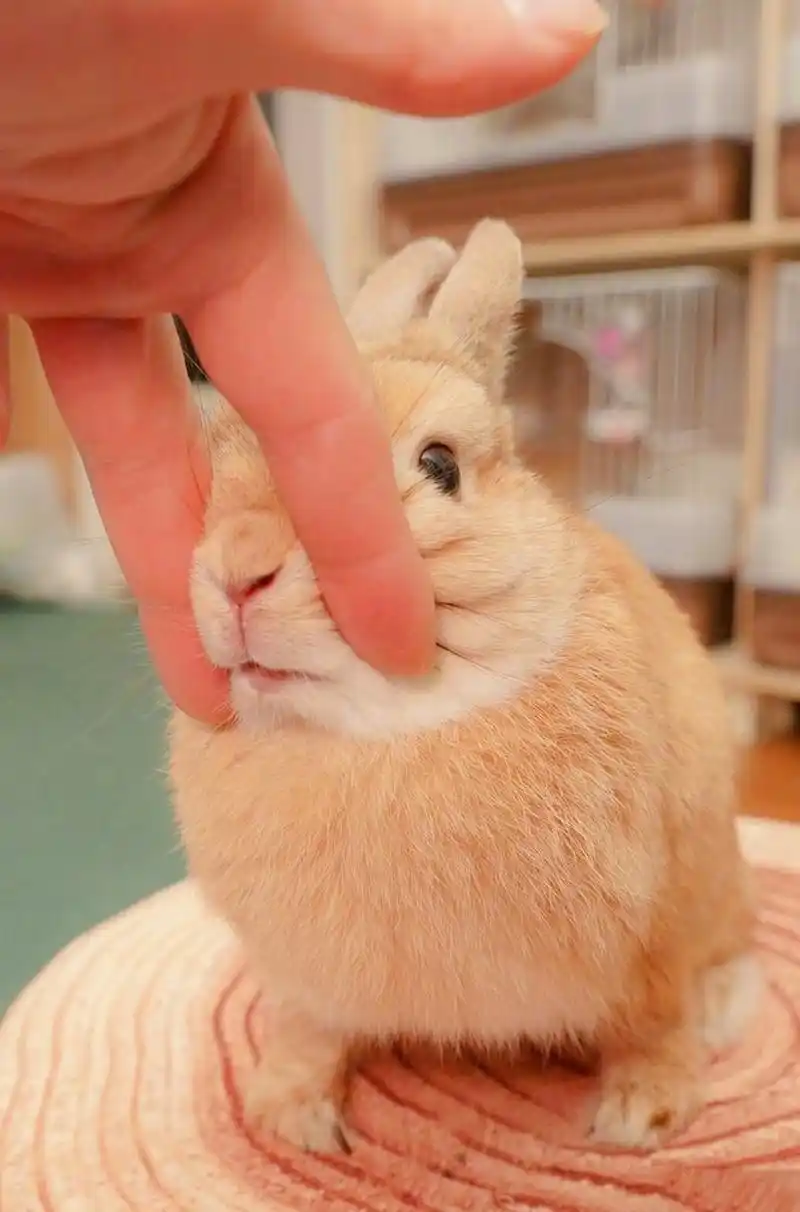 你可以摸兔子头,捏兔子脸,还可以夾兔子鼻头,甚至可以掐兔子肉,但就是