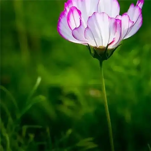 最美格桑花头像图片大全 适合做微信头像的格桑花图片_植物头像_头像