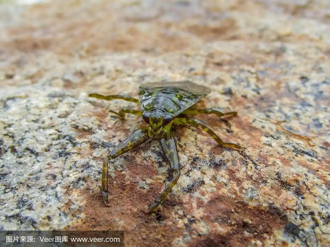 巨型水蝽