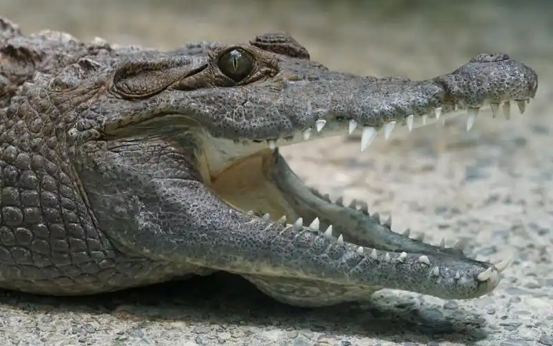 凶残冷血的鳄鱼高清动物套图赏析分享