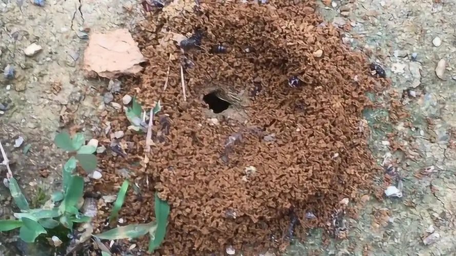 老外好奇蚂蚁洞结构,倒入了600斤铝水,结局太震撼了!