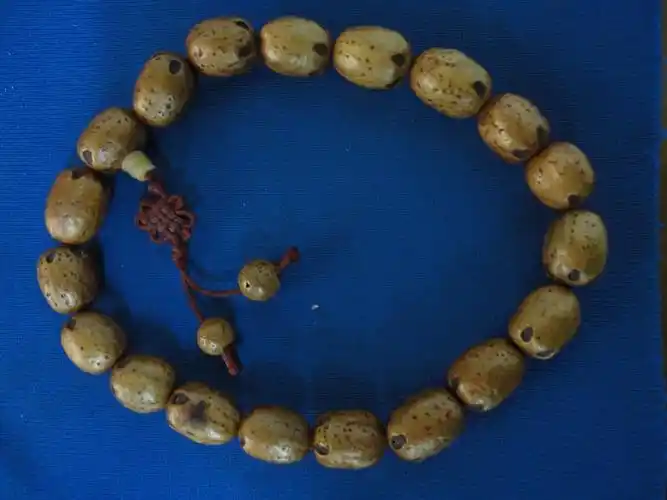 前         xxk9996 | 四级       我看像山枣核(一种南方的野生酸枣)