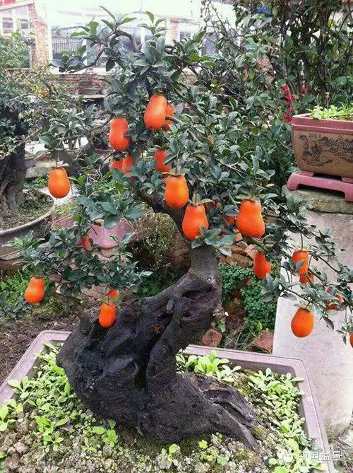 金弹子是盆栽爱好者的心头好农民靠它买房又买车