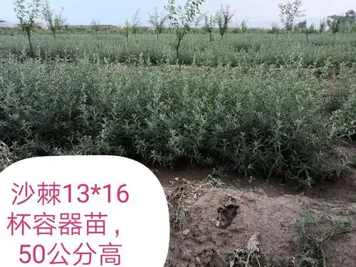 沙棘苗