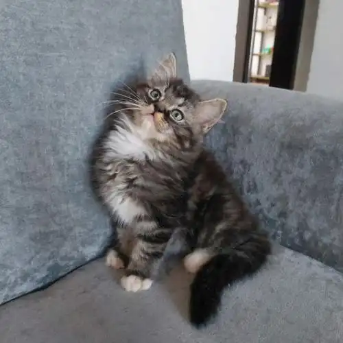 自己家的美短黑虎斑弟弟