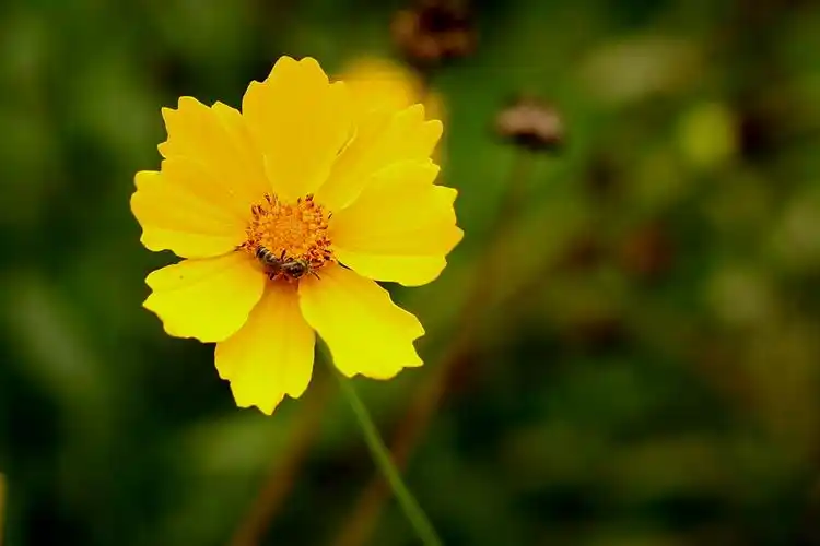 八瓣花 摄影 微弱的光