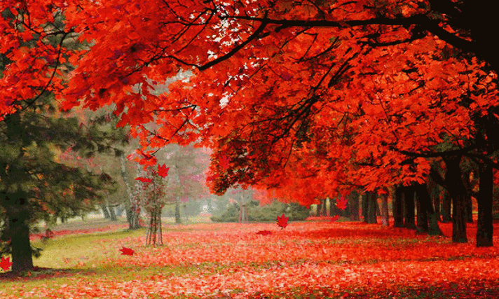 750_450gif 动态图 动图