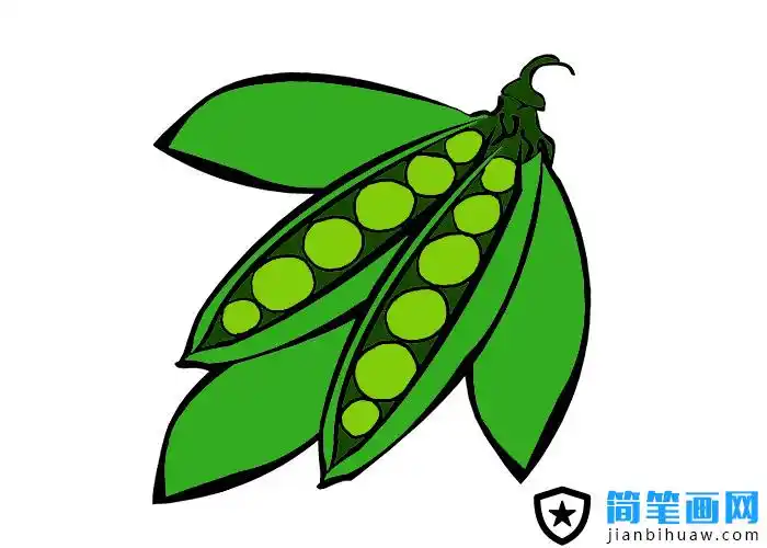 豆荚简笔画图片