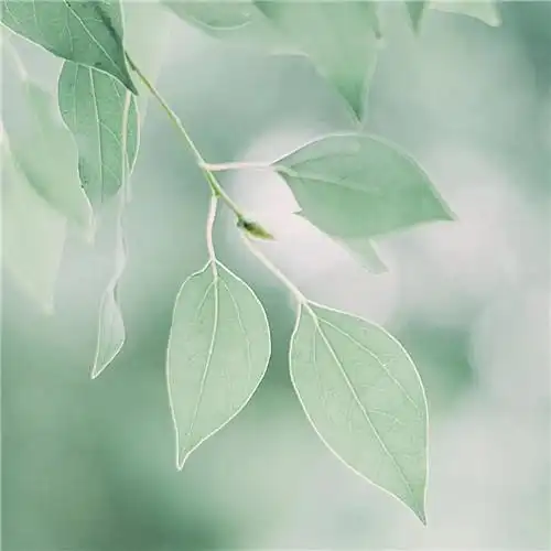 清新绿色树叶头像图片