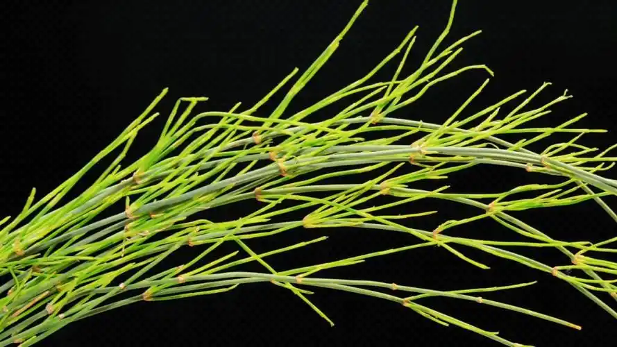 魅力中草药每日一药之麻黄