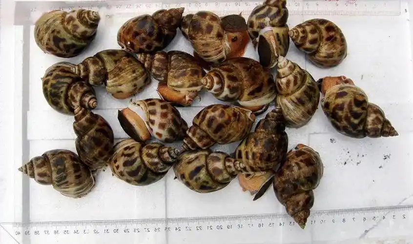 2,东风螺图片大全大图