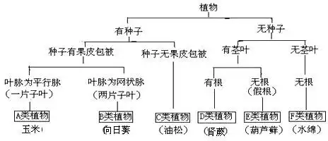 认真观察和识别图中的植物,并阅读如图分类表解,回答问题