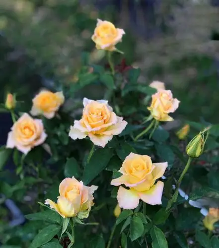 天堂系列——乌列_月季资讯_月季资讯_月季帮-月季网