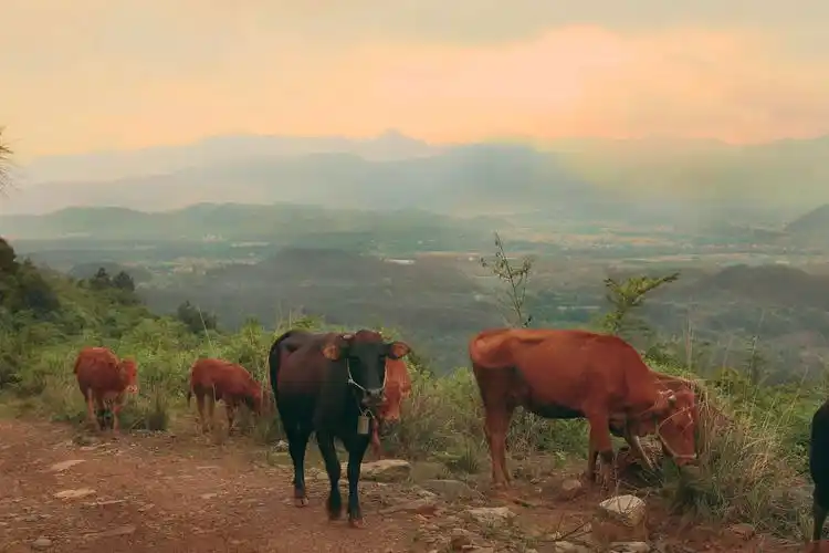 夕阳之下的香炉山,山上牛儿吃草,山下良田闪跃,美好的田园风光也印证"