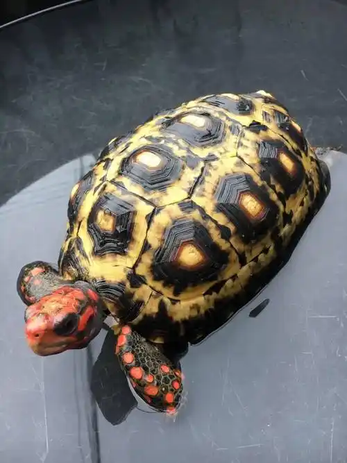 红腿象龟,哥伦比亚红腿《老板红腿》樱桃红腿象龟_个体_时尚_颜色