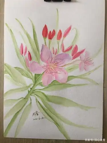 绘画简约风格的夹竹桃