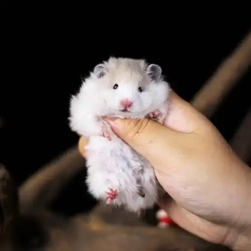 科学仓鼠宠物活体金丝熊长毛家养波利黄波利卷毛仓鼠