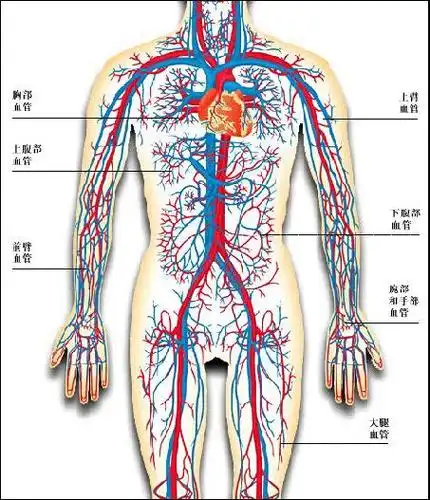 人体的血管分布图