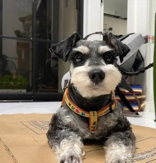 "雪纳瑞"被频繁弃养的原因,网友:难以相信! - 知乎