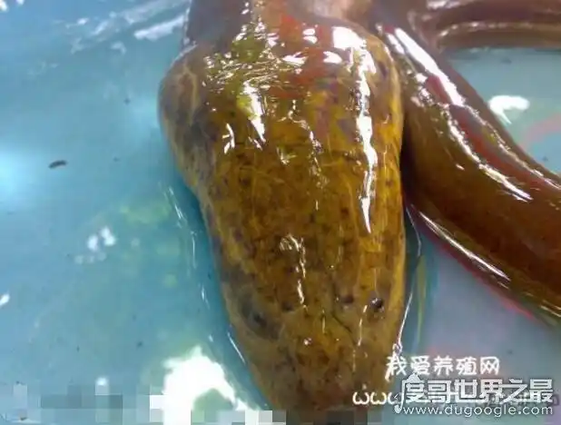 世界上最大的巨型黄鳝,长达1.5米/重36斤(被中国农民捕获)