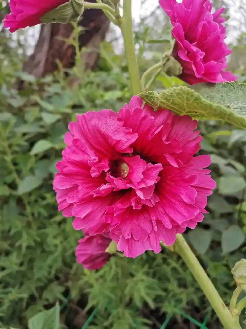 蜀葵#别名:吴葵华,侧金盏,白淑气花,棋盘花,蜀其花,蜀季花 - 抖音