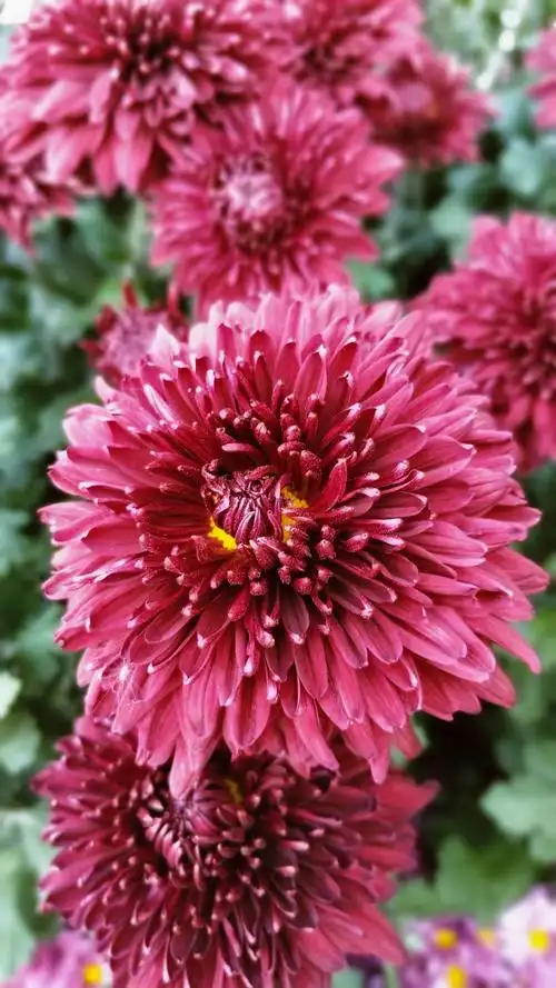 金秋九月菊花香