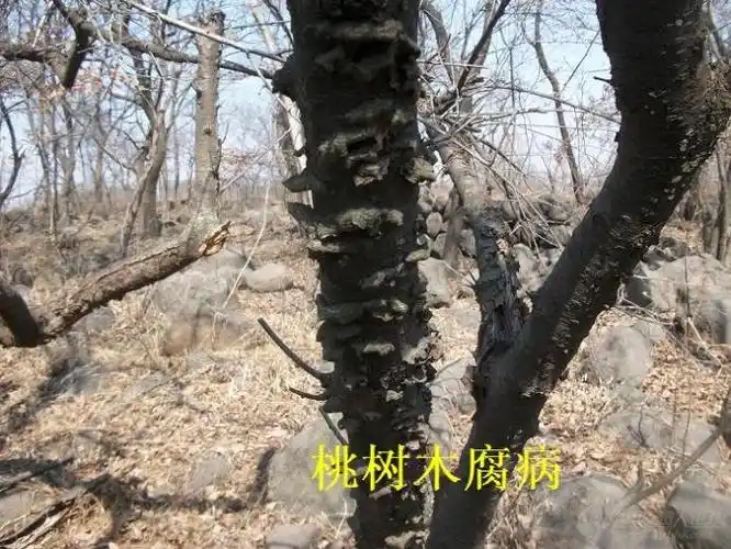 桃树木腐病[附图]