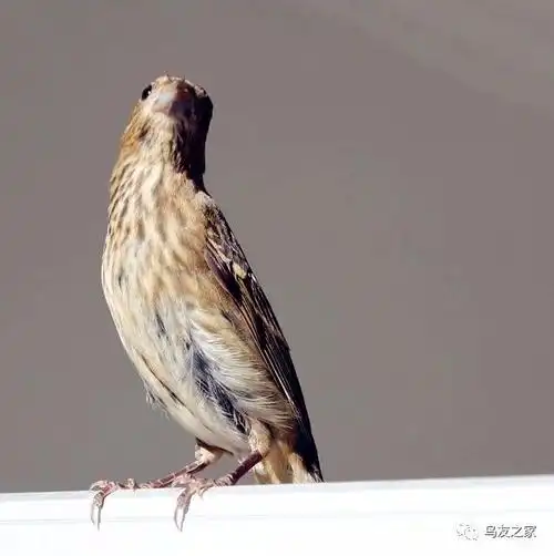 红麻料全是公,属于三年以上的老鸟青麻料公有母不太好区分,总结其高手