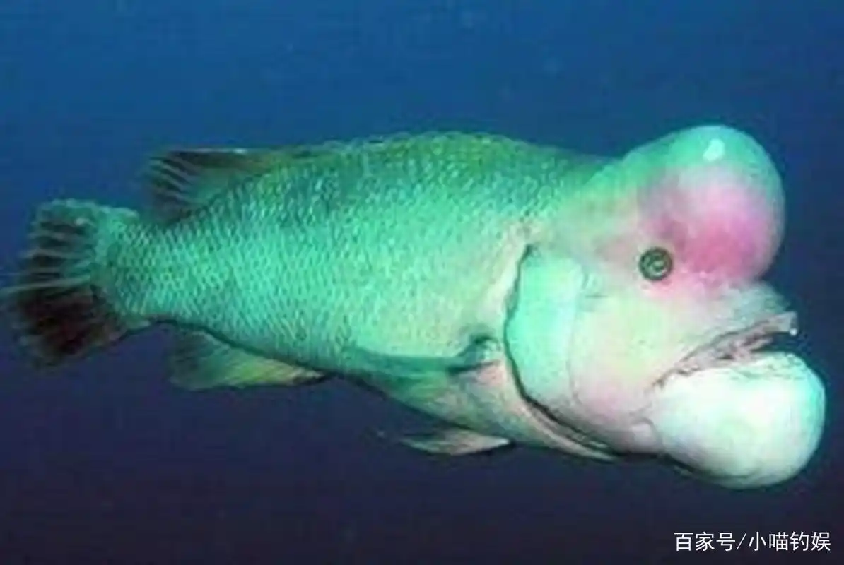 世界是十大样貌奇怪的鱼